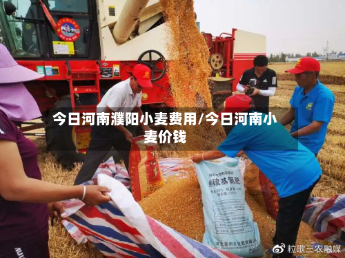 今日河南濮阳小麦费用/今日河南小麦价钱