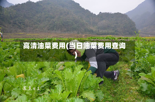 高清油菜费用(当日油菜费用查询)