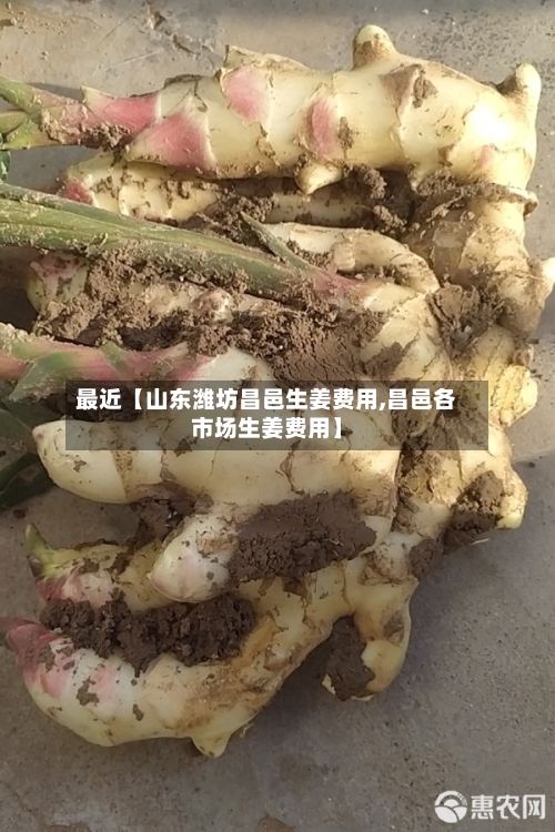 最近【山东潍坊昌邑生姜费用,昌邑各市场生姜费用】