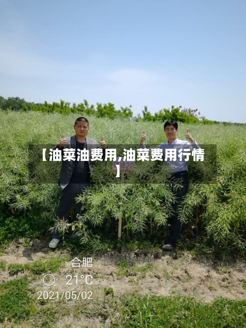 【油菜油费用,油菜费用行情】