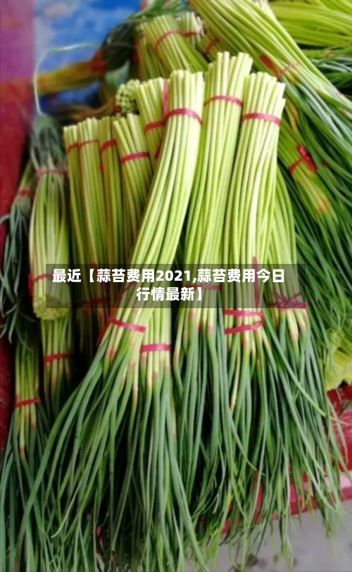 最近【蒜苔费用2021,蒜苔费用今日行情最新】