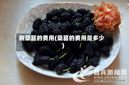 购桑葚的费用(桑葚的费用是多少)-第1张图片